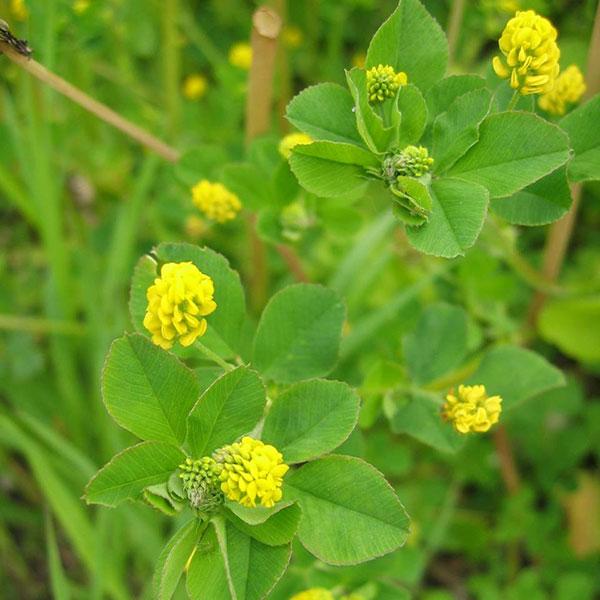 Green trefoil store